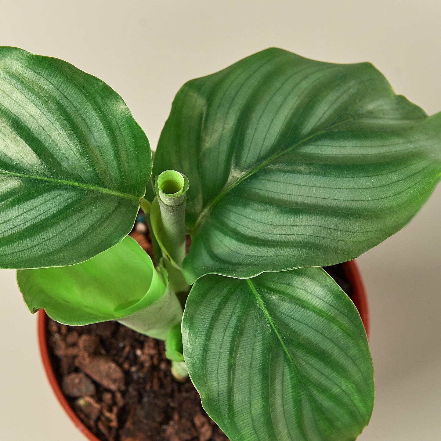 Calathea 'Orbifolia' - 4" Pot