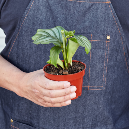 Calathea 'Orbifolia' - 4" Pot