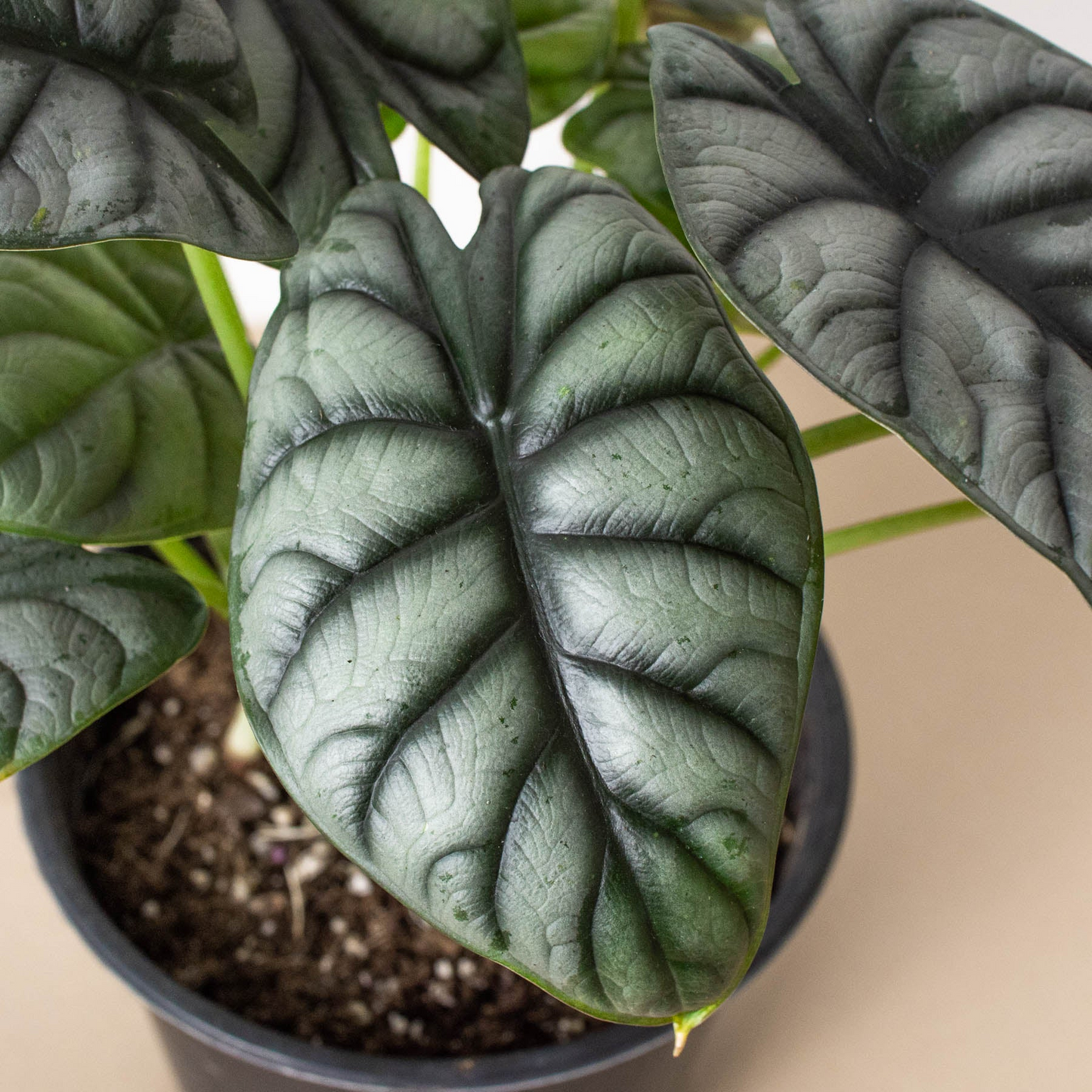 Alocasia 'Silver Dragon'