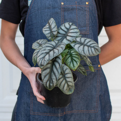 Alocasia 'Silver Dragon'