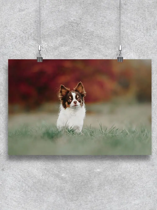 Chihuahua Dog Outdoors Poster -Image by Shutterstock